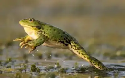 هل سمعتم بنظرية الضفدع المغلي؟