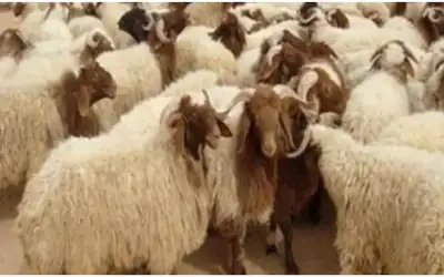 وزارة الزراعة تعلن استئناف تصدير الأغنام