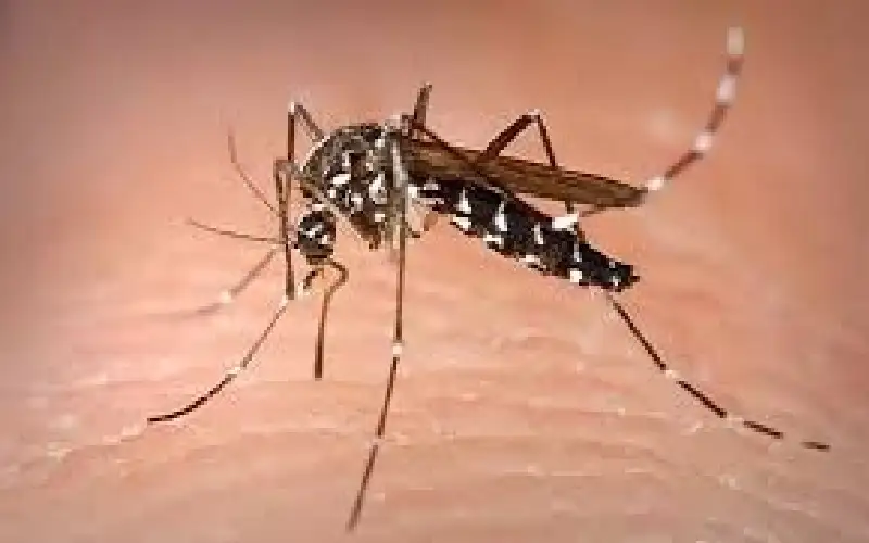 حمى الضنك تهدد الأمريكيتين.. وتقتل الآلاف