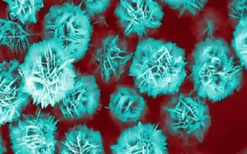 قوة الزهور.. جزيئات مجهرية توصل أدوية