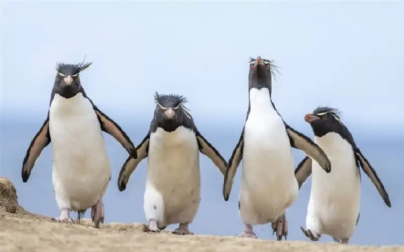 اللقطات الفائزة بجوائز نيكون للكوميديا والحياة