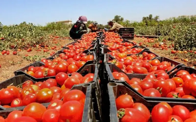 وزير الزراعة: التصدير لإسرائيل متوقف نهائيا