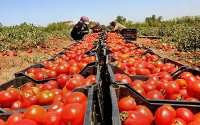 وزير الزراعة: التصدير لإسرائيل متوقف نهائيا