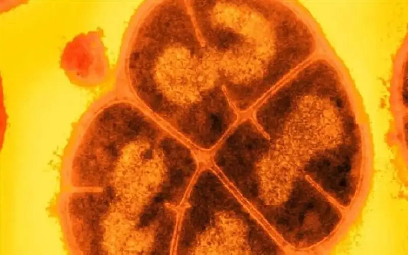 بكتيريا كونان.. اكتشاف علمي ينقذ البشرية