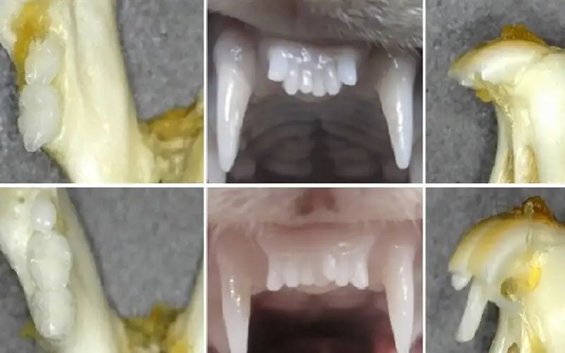باحثون يابانيون يختبرون عقارا رائدا لإعادة