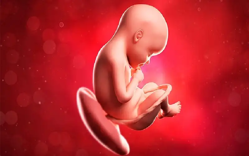 أداة ذكاء اصطناعي تحلل المشيمة للكشف