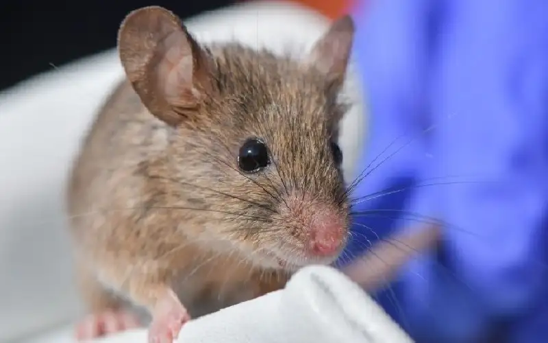 مضغ فأرا حتى قتله.. فيديو صادم