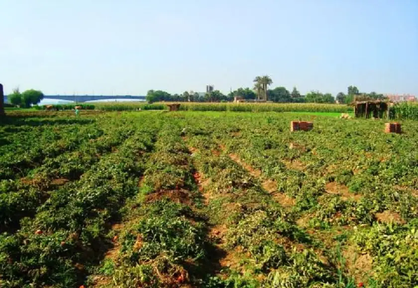 مزارعون يخشون تأخر الأمطار .. ويأملون