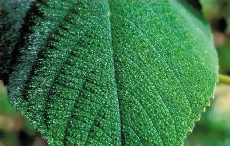 الخطر الأخضر.. نبتة سامة تدفع من