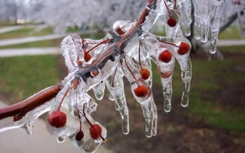 لجنتان لحصر أضرار الصقيع بالأغوار الشمالية