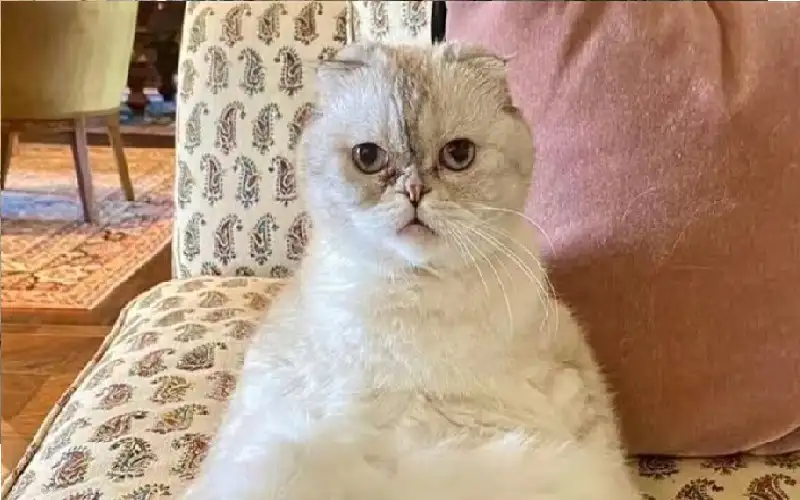 عن الحضارة الغربية.. هذه القطة أغنى