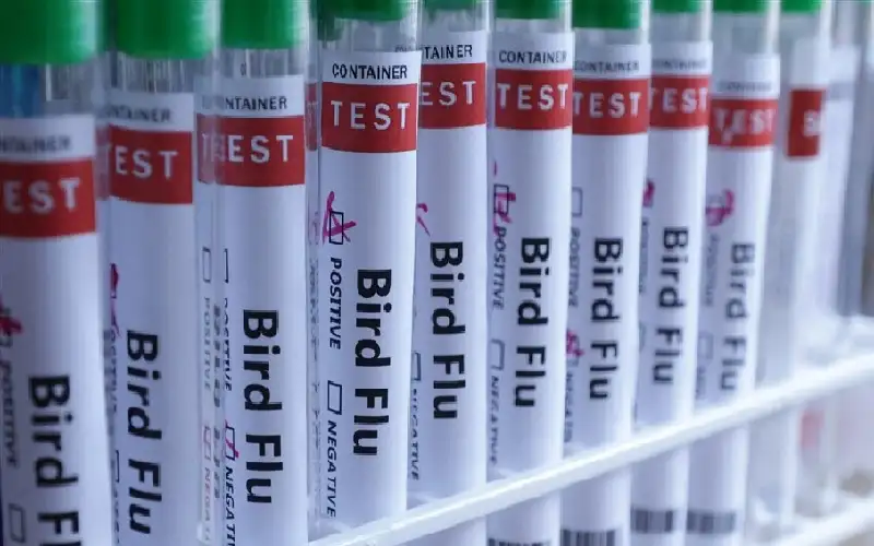 أول إصابة بشرية خطيرة بإنفلونزا الطيور