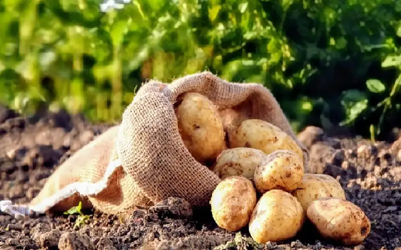 سلالة جديدة من البطاطس تتحدى التغير