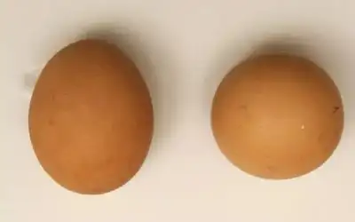 بيع بيضة كروية في مزاد.. واحدة