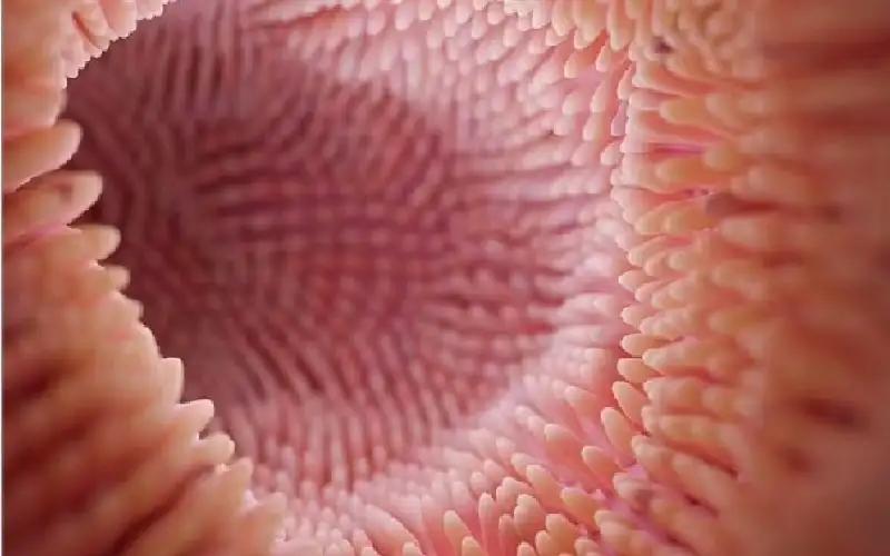 مسلات داخل جسم الإنسان.. علماء يكتشفون