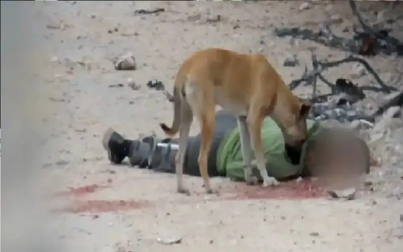 الدفاع المدني: الاحتلال يقتل المواطنين بغزة