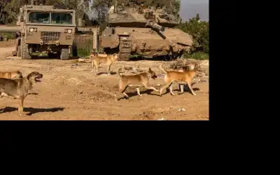 الاحتلال يقتل العائلات بغزة ويلقي جثامينهم