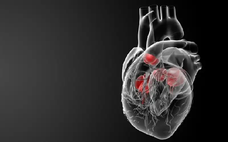 اكتشاف نمو غير متوقع لعضلة القلب