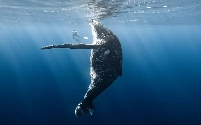 صورة مذهلة للحياة البحرية تحت الماء