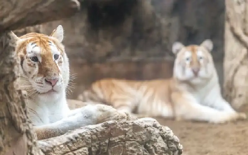 خفض 500 سعر حراري يوميا.. مفتاحك