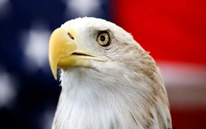 رسميا.. النسر الأصلع الطائر الوطني في