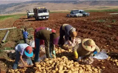 وزارة الزراعة: الهدوء في سوريا سينعكس