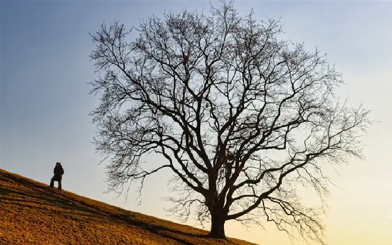 المغرب: ستيني ينهي حياته شنقا بشجرة