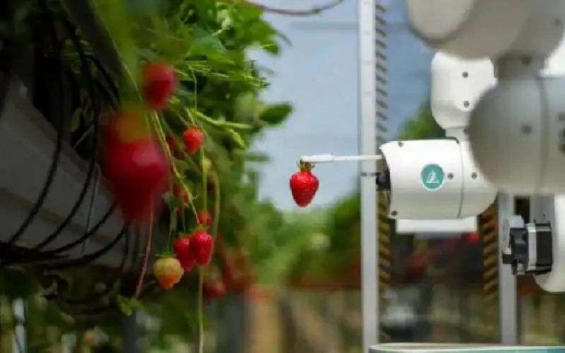 روبوتات تقطف الفاكهة في بريطانيا