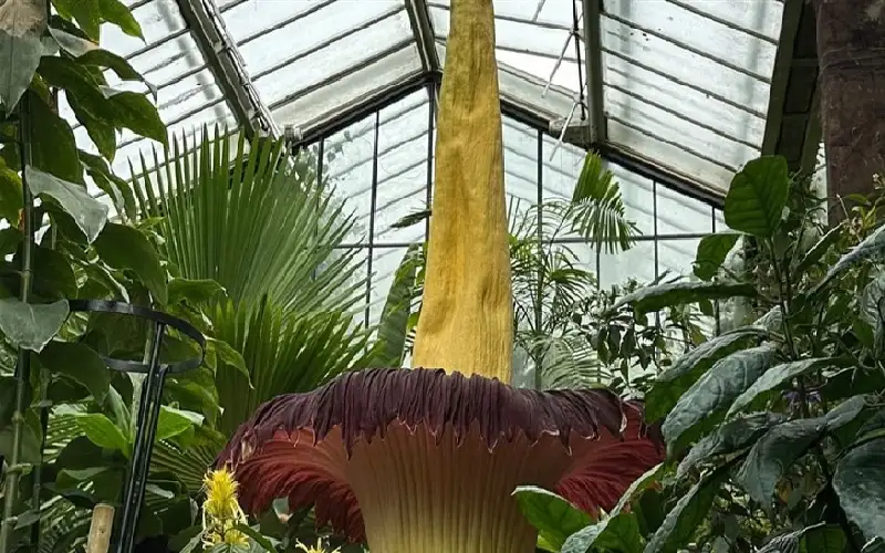 في إندونيسيا.. زهرة تطلق رائحة جثث