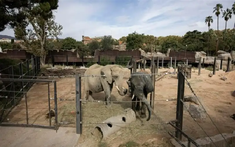 موت أكبر أنثى فيل أفريقية معمرة