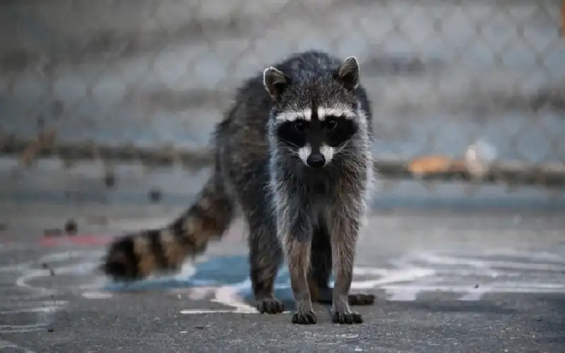 أم أمريكية تنقذ رضيعها من هجوم