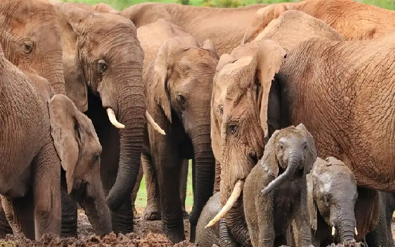 إندونيسيا: قطيع أفيال يهاجم منزلا ويقتل