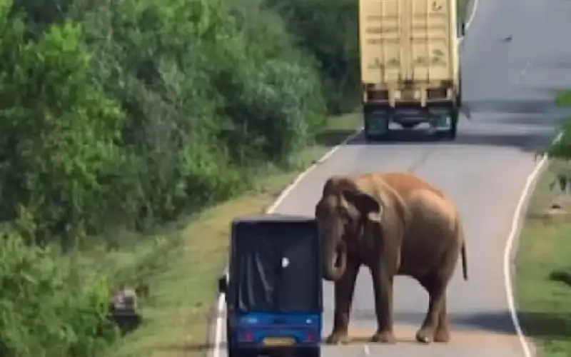 فيل راجا.. ألطف قاطع طريق يبتز