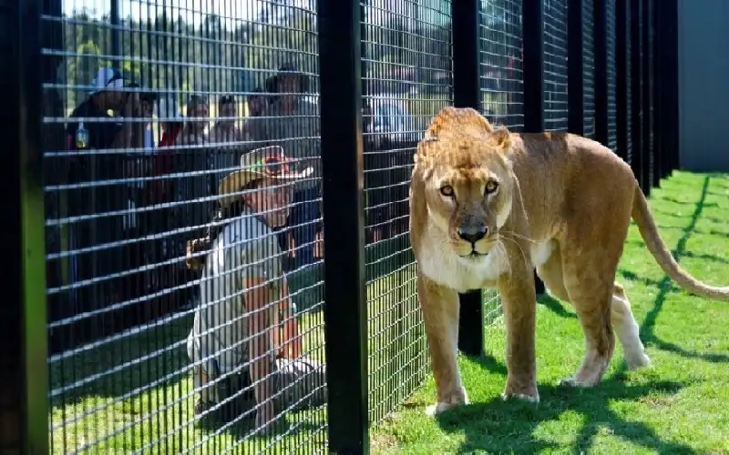 لإبهار صديقه.. حاول التصوير مع الأسود