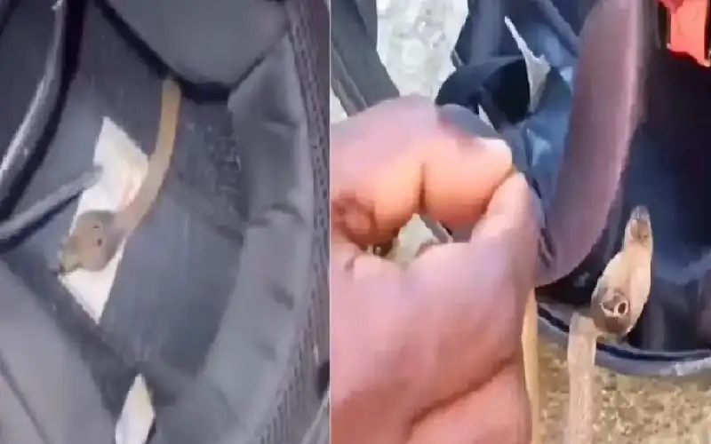 سائق هندي اختبأت كوبرا داخل خوذته