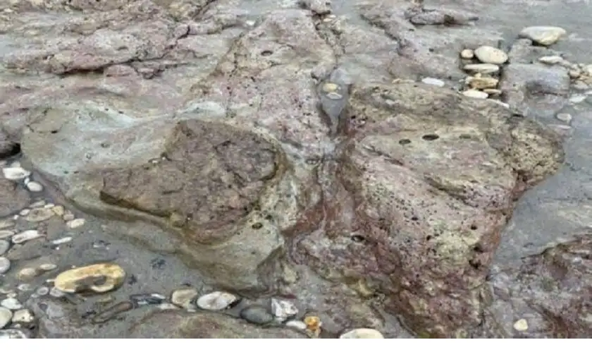 اكتشاف أكبر موقع لآثار أقدام ديناصورات