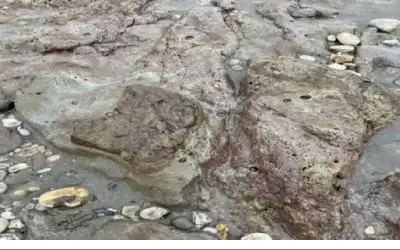 اكتشاف أكبر موقع لآثار أقدام ديناصورات