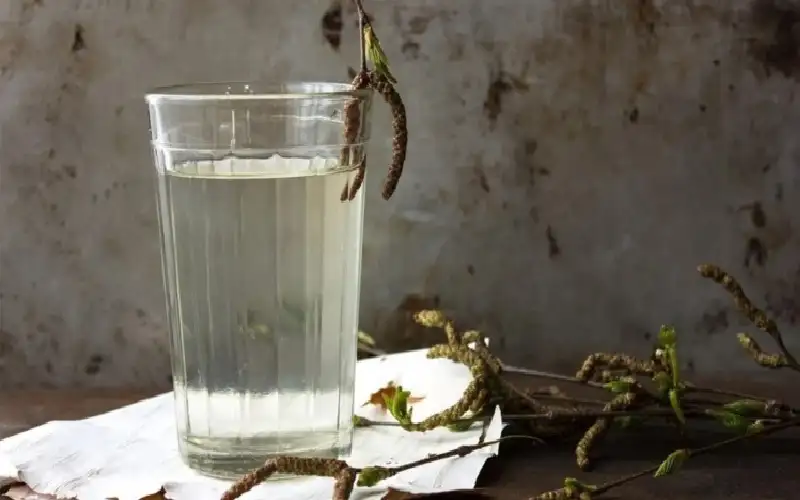 ماء البتولا.. ينبوع صحة وجمال شعرك