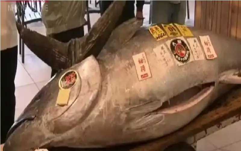 في اليابان.. بيع تونة بـ1.3 مليون