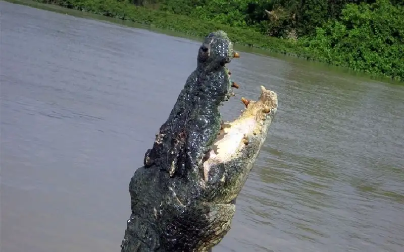 شاهد نجاة رجل من هجوم تمساح