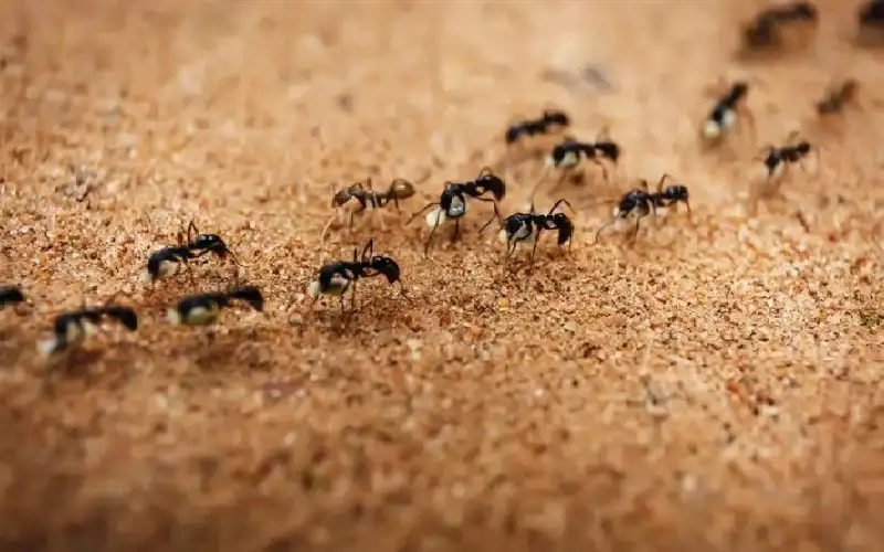 تشبه النمل.. روبوتات مغناطيسية تحمل أشياء