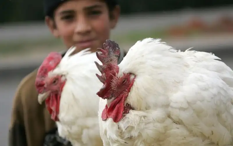 الأردن.. شكاوى من ارتفاع أسعار الدجاج