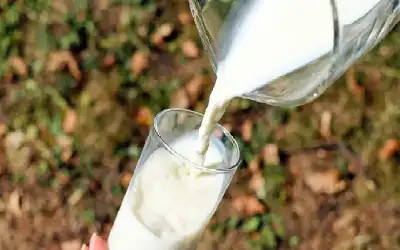 كوب حليب يوميا أداة لتقليص خطر