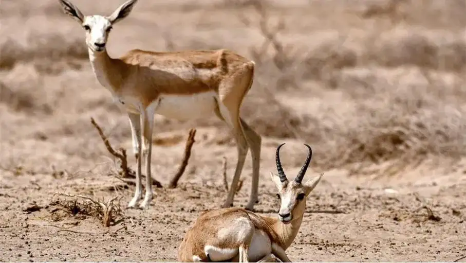 الصيد الجائر تؤدي لانقراض 6 أنواع