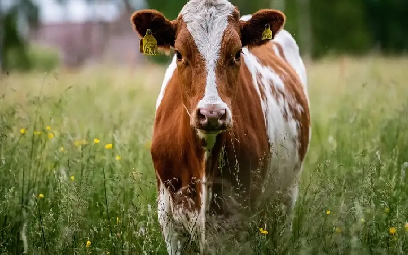 اكتشاف مرض الحمى القلاعية في ألمانيا