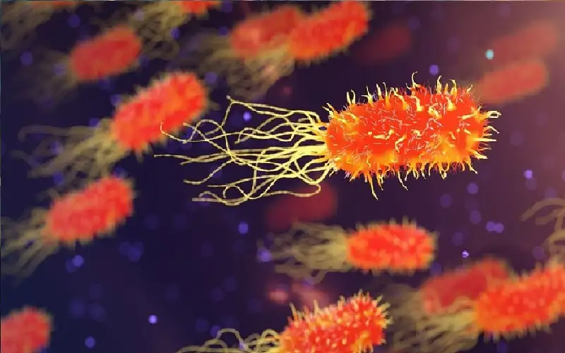 علماء يكتشفون نظاما غذائيا يحصن الأمعاء