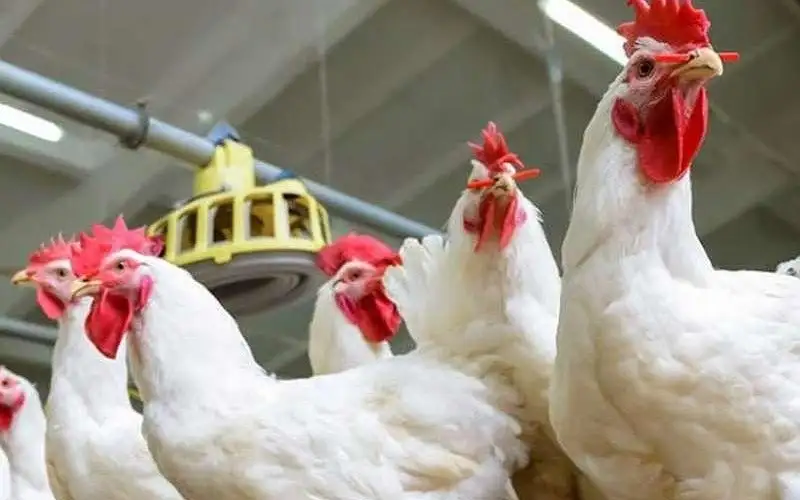 وزير الزراعة :  خطة لضمان استقرار