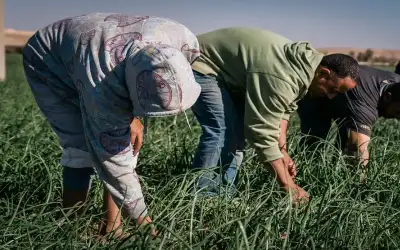 لجنة العمل النيابية تناقش العمالة الوافدة