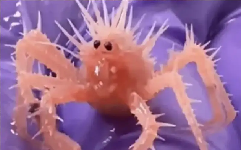 أصغر سلطعون في العالم يجذب 10