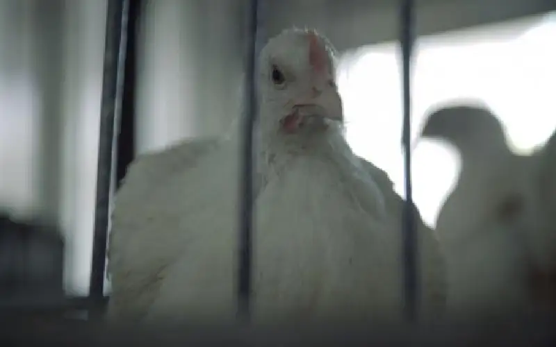 الصناعة: انخفاض أسعار الدجاج .. ونراقب